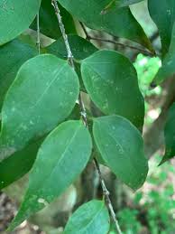 Image result for Strychnos usambarensis