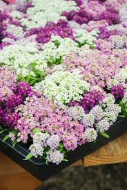 16 Annuals That Bloom All Summer Long Natalie Linda In 2020 Annual Flower Beds Annual Flowers Annual Plants