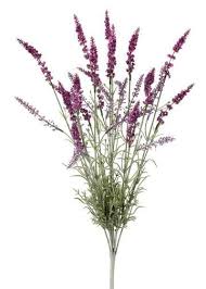 Growing lavender lavender flowers lavender plants lavander planting lavender purple flowers lavender hair easy garden garden pots. Pin On Floral
