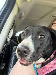 Finding new pet after losing a beloved one