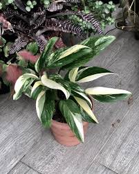 Monstera Standleyana Plants Cactus House Plants Easy Plants