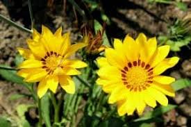 Da quelli più semplici tipo margherite gialle al fiore da bulbo, dai piccoli fiorellini al gigante e selvatico verbasco. Fiori Gialli Specie Cura Caratteristiche E Significato Il Giardino Commestible