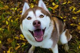We did not find results for: Why Do Huskies Have Different Colored Eyes Explained My Happy Husky