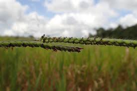 Image result for Urochloa eminii