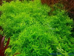 Image result for Elatine triandra