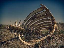 Abstract Photograph Animal Spine And Rib Cage By Robert Gaines In 2021 Animal Skeletons Animal Bones Animal Bones Aesthetic