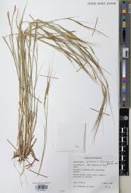 Image result for Wolffiella repanda