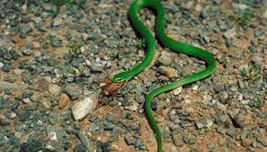 Smooth Green Snake As A Pet Green Snake Snake Pets
