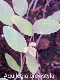 Image result for Hydrolea brevistyla