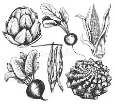 This tutorial shows the sketching and drawing steps from start to finish. Vegetable Drawing Stock Illustrations 94 191 Vegetable Drawing Stock Illustrations Vectors Clipart Dreamstime