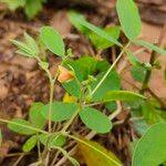 Image result for Chamaecrista absus