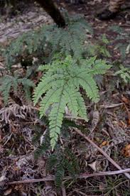 Image result for Adiantum vogelii