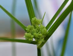 Image result for Cyperus sp. no. 1
