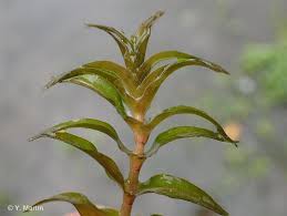 The international plant names index. Groenlandia Densa L Fourr 1869 Potamot Dense Groenlandia Serre Overview