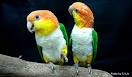 Pictures of 2 parrots talking like humans do lyrics <?=substr(md5('https://encrypted-tbn0.gstatic.com/images?q=tbn:ANd9GcQb8rDvk4LZxZfLTDlyANcw75sL7V6-EgKvtYr7Ovkt_DuGzLiivpnPfue2'), 0, 7); ?>