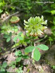 Image result for Trifolium masaiense