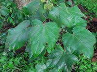 Image result for Thespesia garckeana