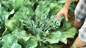 This Simple Weeding Trick Gives Plants a HUGE Head Start