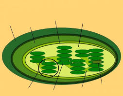 Maybe you would like to learn more about one of these? Chloroplast Quiz