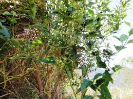 Image result for Halleria elliptica