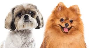 # boo, boo, boo, boo, boo, boo! Pomeranian Vs Shih Tzu Which Pocket Pup Makes The Best Pet