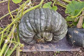 Sluis and groot, a legacy company of syngenta, was. Grow Heirloom Fruits Vegetables With 11 Top Varieties Gardener S Path