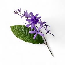 Image result for Petrea volubilis