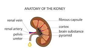 My creatinine level is 1.17 and bun level is 12. Know How To Check If Your Kidney Is Functioning Fine Narayana Health