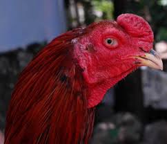 Kenapa gaya main/tarung ayam pakhoy susah diturunkan ke anaknya?? Ciri Ciri Mata Ayam Bangkok Aduan Yang Bagus Halaman 1 Kompasiana Com