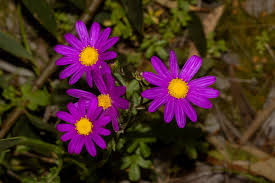 Image result for Senecio elegans