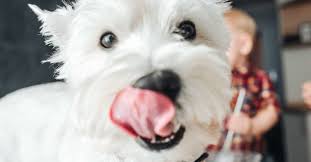 Pork by itself is about as safe as beef, chicken, and other meats. Human Foods For Dogs Which Foods Are Safe For Dogs