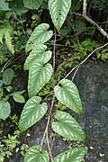 Image result for Cissus cucumerifolia