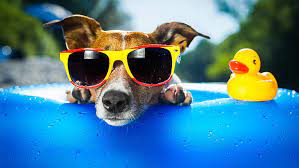 You gotta love a dog that's slick enough to wear shades. Hd Wallpaper Dog Wearing Sunglasses And Ring Puppy Duck Drops Summer Resort Wallpaper Flare