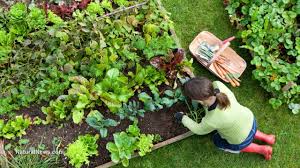 Why plant a secret survival garden? Learn How To Plant A High Yield Secret Survival Garden Naturalnews Com