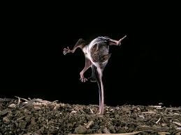 The default color is dark grey with ash grey stripes. 7 Things You Didn T Know About Vampire Bats Pbs Newshour