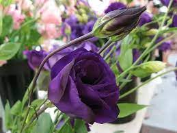Stock is another highly scented flower that will be sure to leave a lasting impression on your loved one. Is There A Flower That Looks Like A Rose Or Can Be Easily Mistaken For A Rose But Does Not Have Thorns Quora
