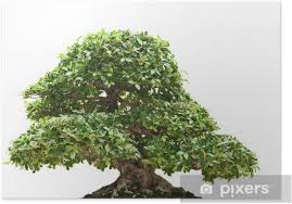Shop bonsai posters and art prints created by independent artists from around the globe. Poster Ficus Bonsai Pixers Wir Leben Um Zu Verandern