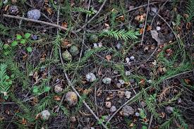 Check spelling or type a new query. Daun Pinus Jatuh Di Tanah Di Hutan Gambar Unduh Gratis Foto 500739350 Format Gambar Jpg Lovepik Com