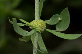 Image result for Pollichia