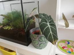 We did not find results for: Pfeilbatt Alocasia Amazonica Hat Braune Rotliche Stellen Pflanzenkrankheiten Schadlinge Green24 Pflanzen Garten Forum
