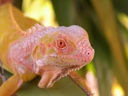 Top produkte von lizard jetzt beim outdoorprofi bestellen! Lizards For Sale Snakes At Sunset
