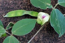 Image result for Macrotyloma africanum