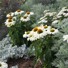 Perennial flowers add color to the garden in a way that few other plants can. 15 White Perennials Walters Gardens Inc