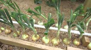 Jun 09, 2021 · push the seedlings just far enough in the soil to get them to stand up. 7 Growing Onions Diy How To Grow Onions Step By Step