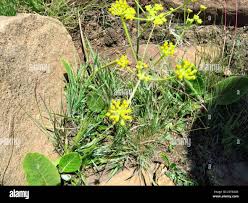 Image result for Afrosciadium