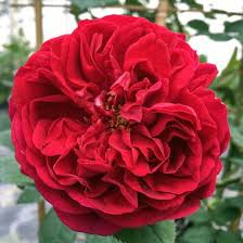 Rose fertilizers are the foolproof way to getting lush, bright, and healthy roses. Rosa Rugosa Hansa Hansa Rose From Midwest Groundcovers