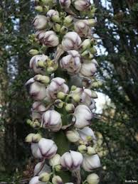 Image result for Clerodendrum pleiosciadium