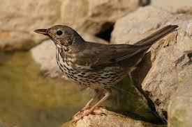 Leicht Verwechselbar Drosseln Lbv Gemeinsam Bayerns Natur Schutzen