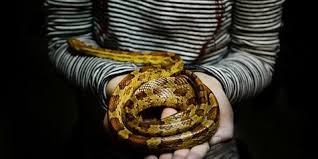 Makna mengenai mimpi digigit ular besar adalah isyarat jika anda akan mendapatkan pertolongan dari orang yang memiliki tempat atau jabatan. 13 Arti Mimpi Digigit Ular Bisa Jadi Pertanda Akan Terjadinya Bahaya Kapanlagi Com