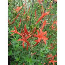 Image result for Anisacanthus